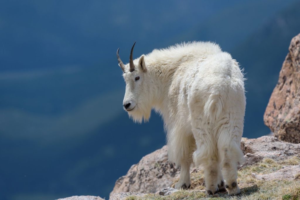 White mountain goat stands on a rocky outcropping with blue sky behind it.