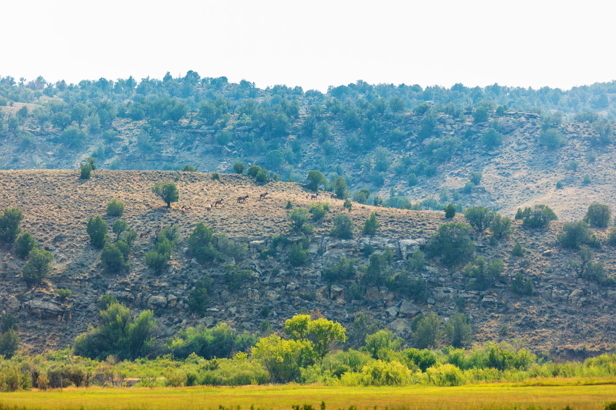 Long-distance view of elk crossing a Colorado ridge.