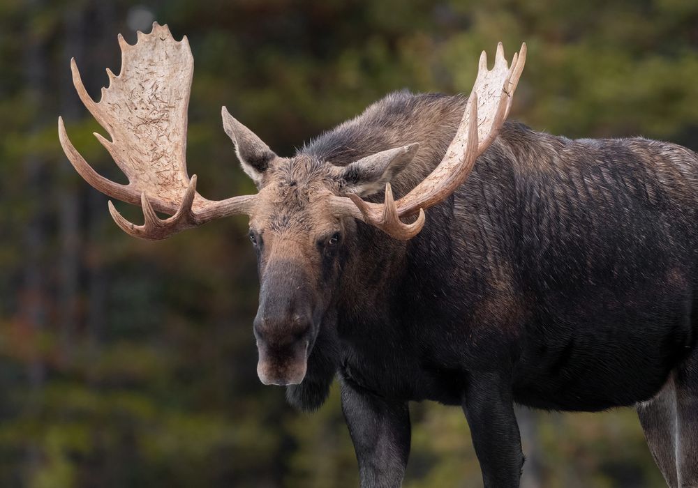 Portrait shot of a moose in a clearing on the edge of the forest.