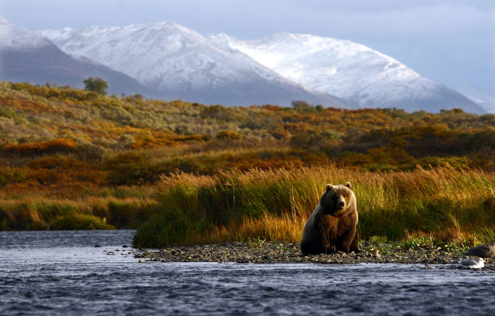An Alaskan bear sits near a body of water with mountains in the background. 