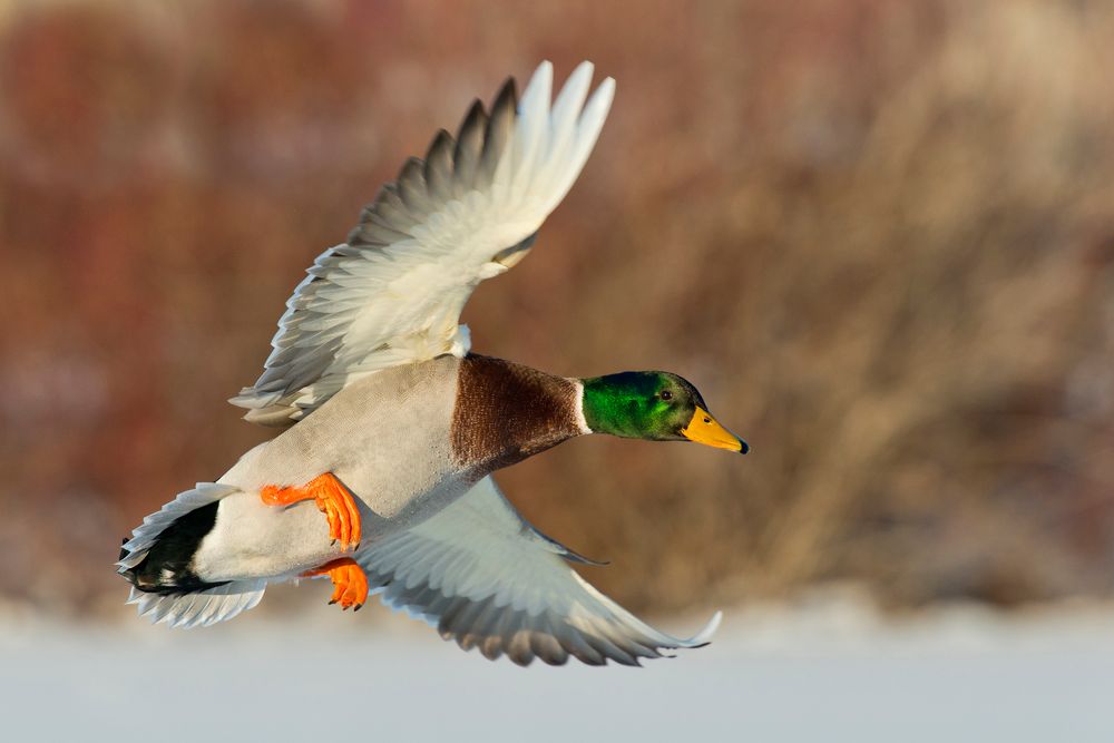 A green mallard flies over an area of the Mississippi River.