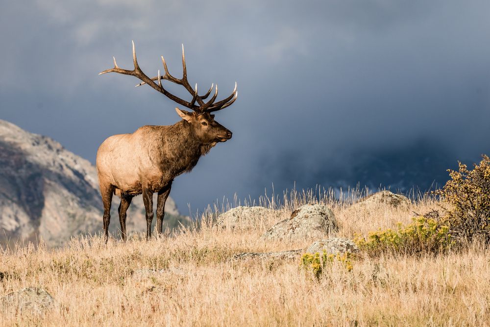 A bull elk at a profile on a grassy hill.