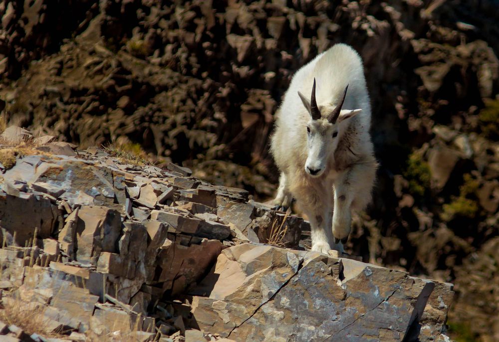 A mountain goat climbs across steep rocky terrain.