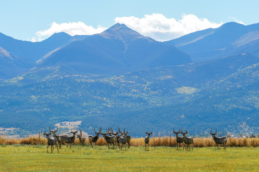 A herd of mule deer stand in the distance framed by mountains in the background.