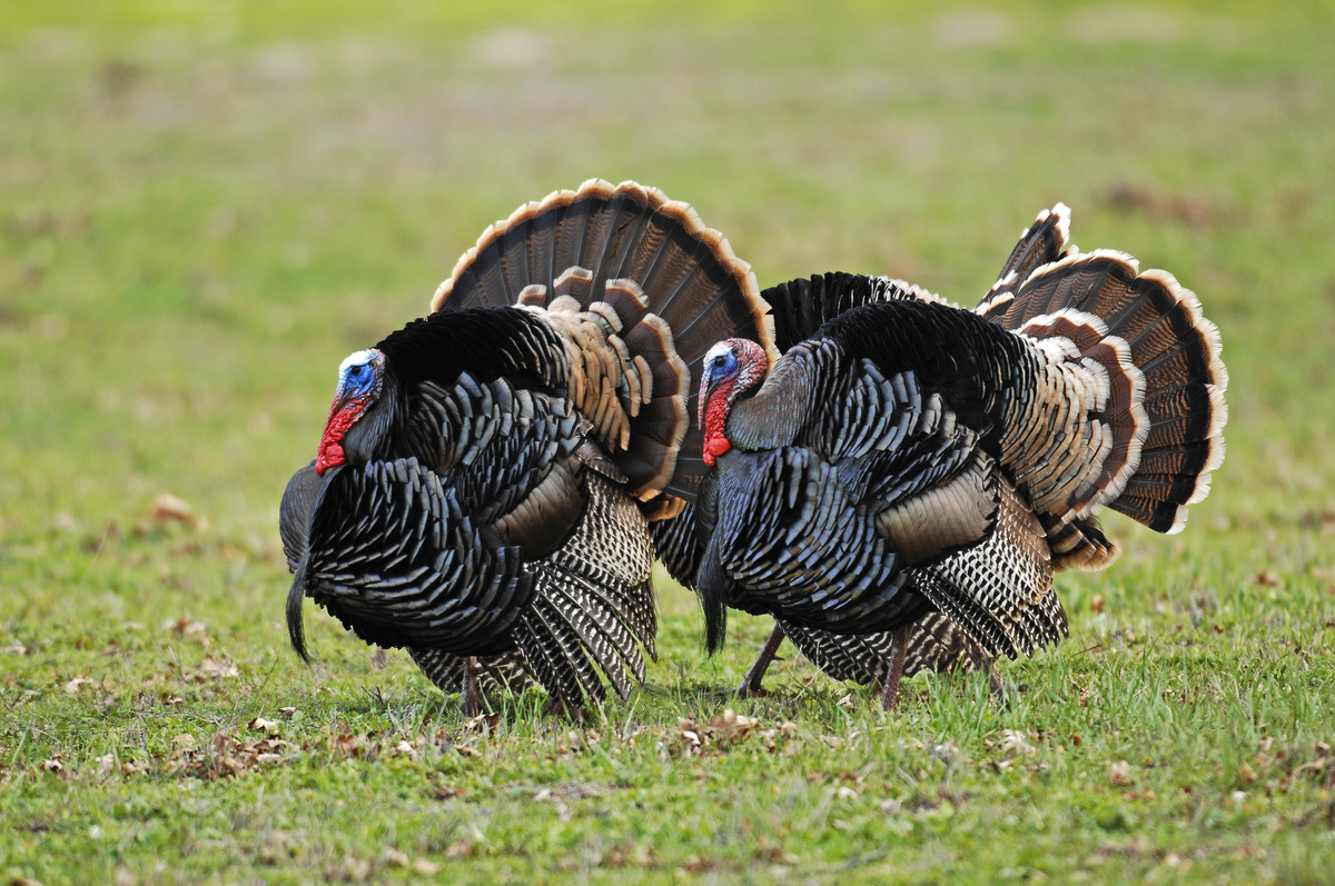 Two male turkeys strut with fanned and puffed up feathers across green grass.