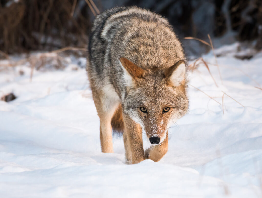 A coyote walks through the snow with its head down.