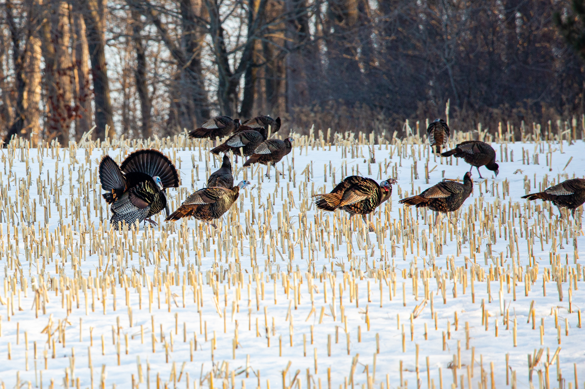 Flock of wild Wisconsin turkeys on a harvested corn field in March.