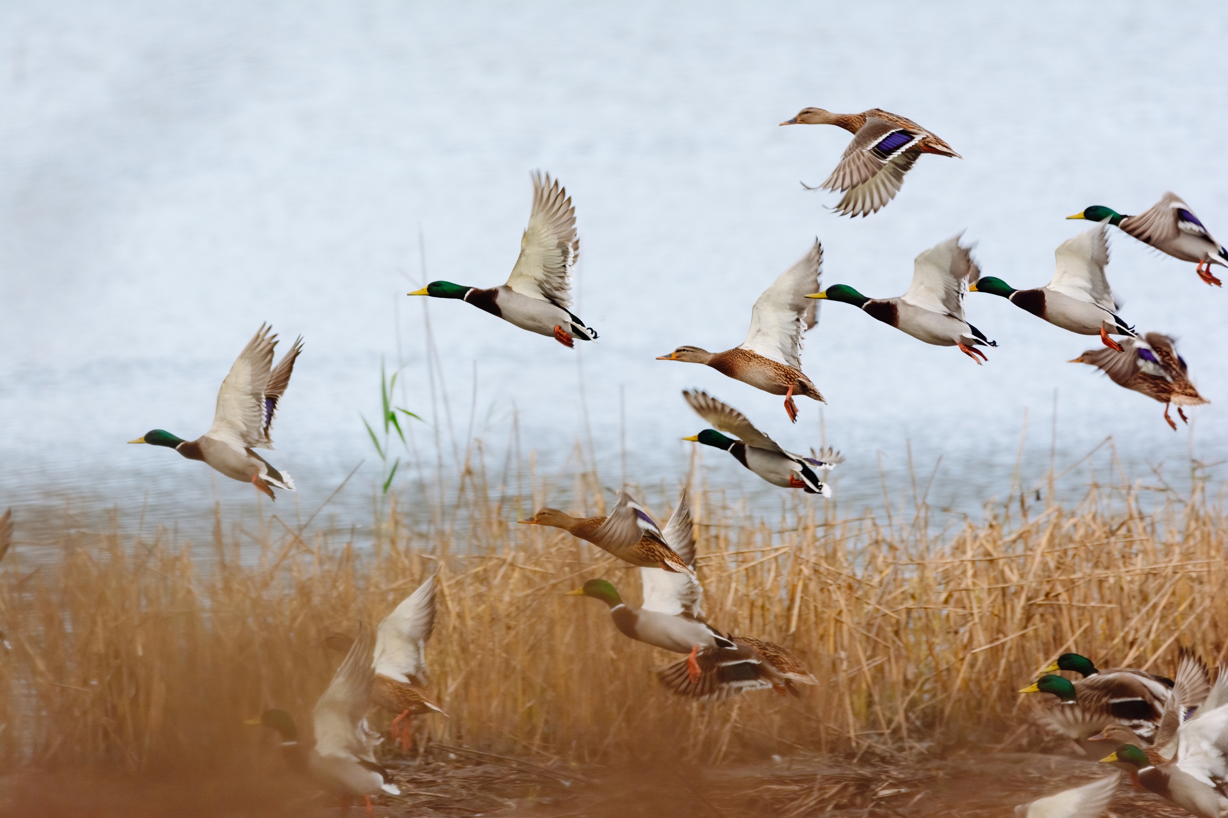 Mallard ducks fly over the lake together, just passing over the tall grass.