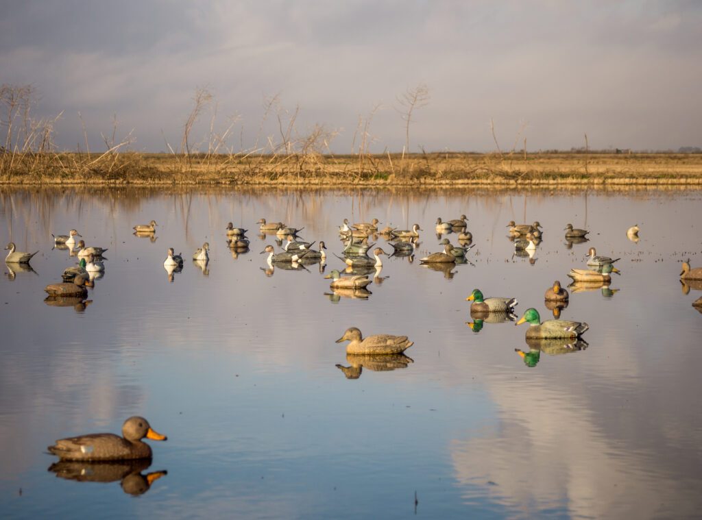Decoys of various duck species, including Mallard, Pintail, Gadwall and Teal, all floating on the water as the clouds are reflected on the surface.