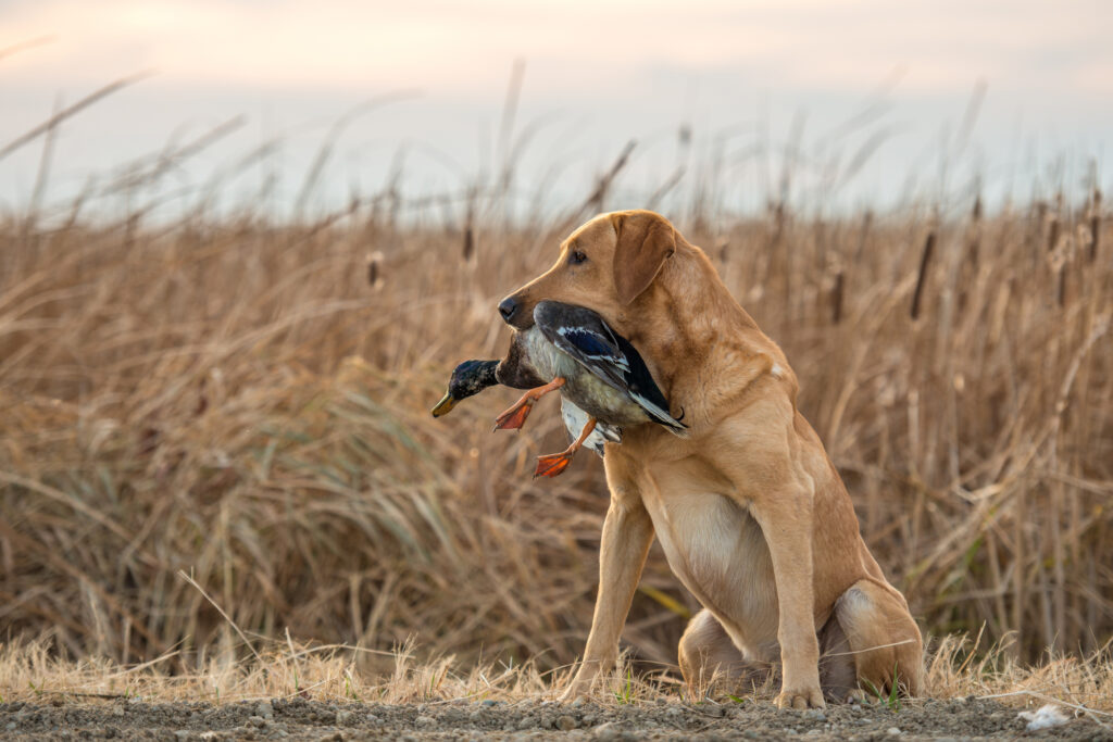 A yellow Labrador Retriever holds a Mallard duck in its mouth beside a tall grassy field in the early morning.