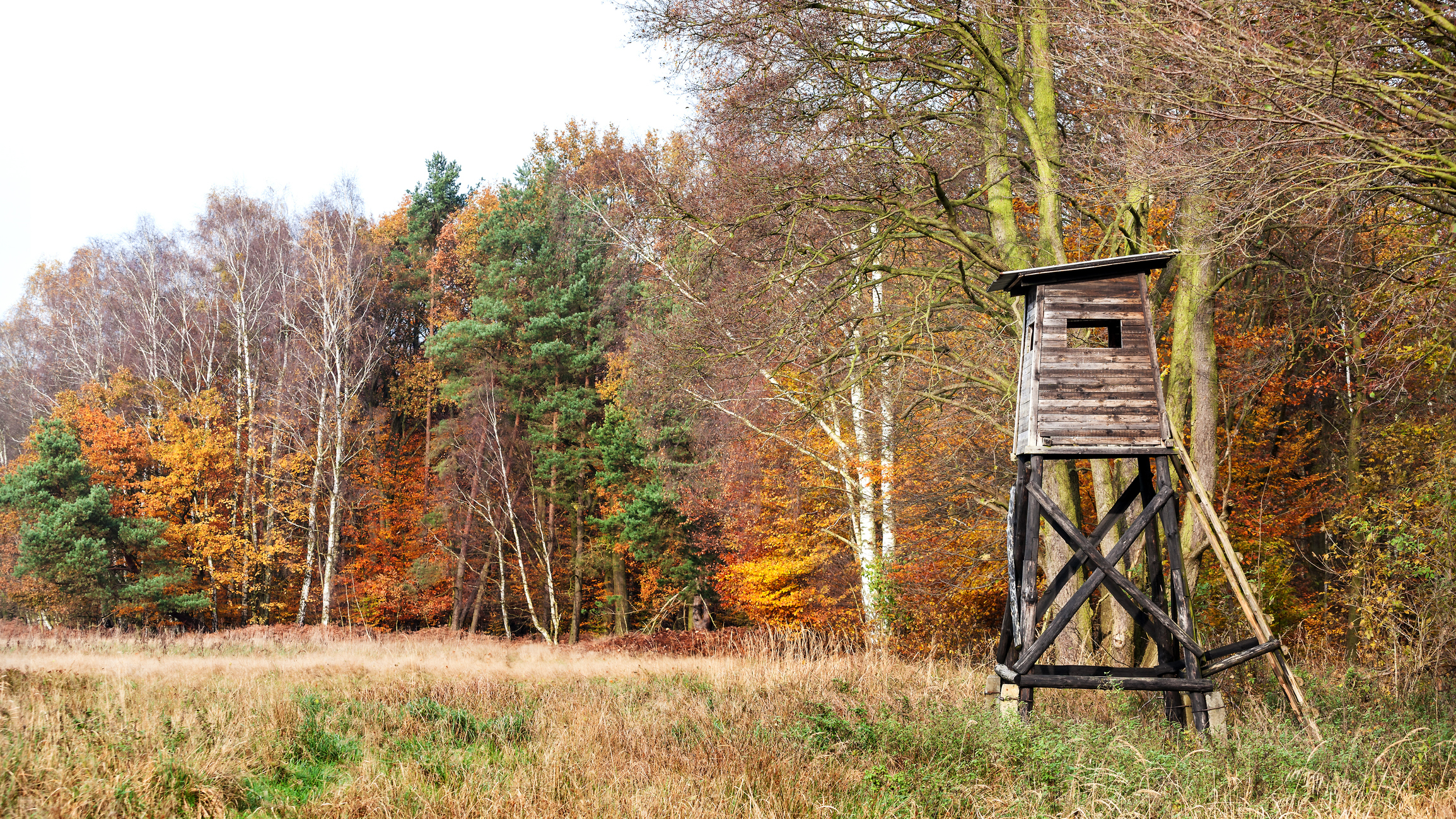 Panoramic view of a hunting pulpit in autumn overlooking a landscape filled with trees and grass