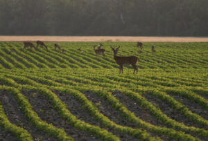 Whitetail buck and other deer in the soy beans