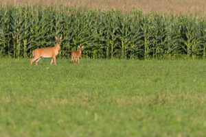 An alert doe deer with her baby fawn in a hay field beside growing corn.