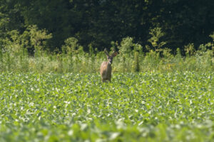 Whitetail buck deer in a cornfield looking straight at the camera